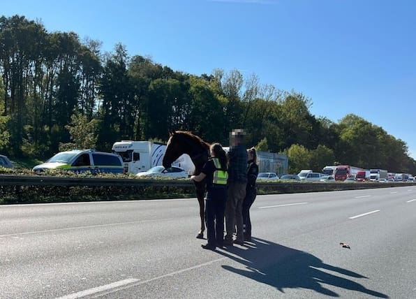 Entführte Katze in Hannover, Pferd auf der A2, Schlangenhaut in Braunschweig